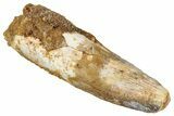 Fossil Spinosaurus Tooth - Real Dinosaur Tooth #333665-1